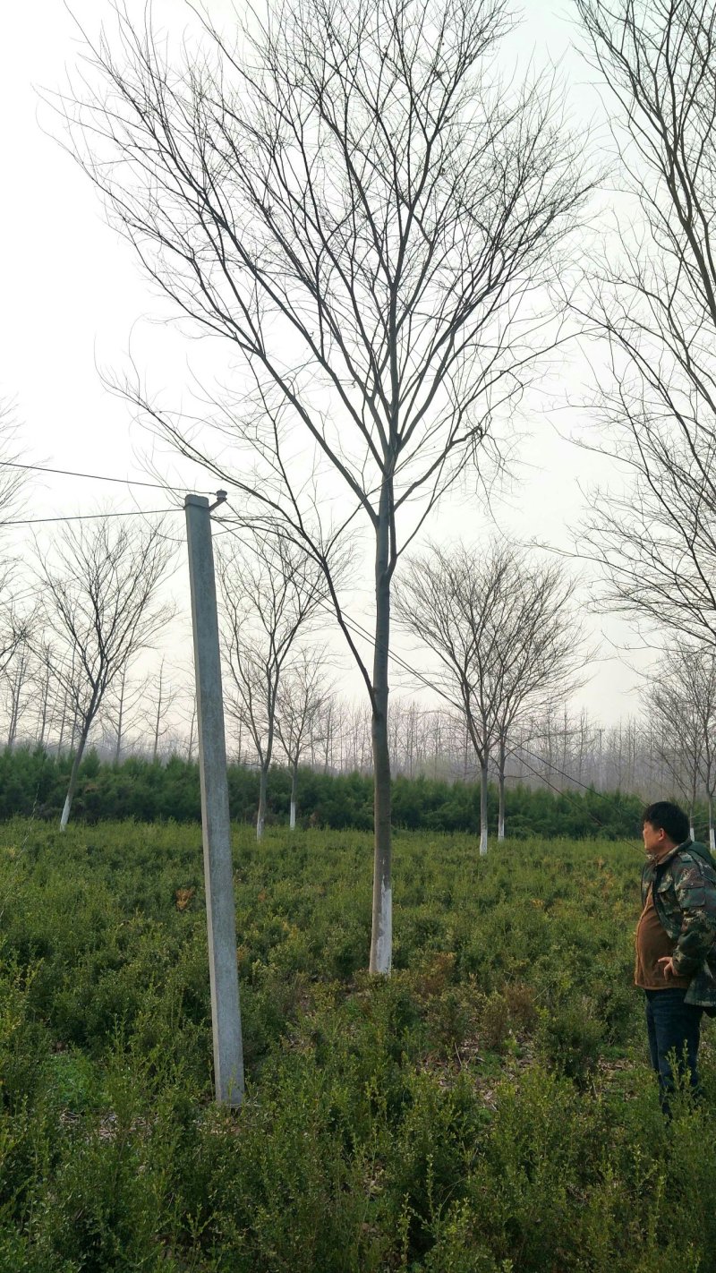 榉树，大量出售榉树，苗圃一手货