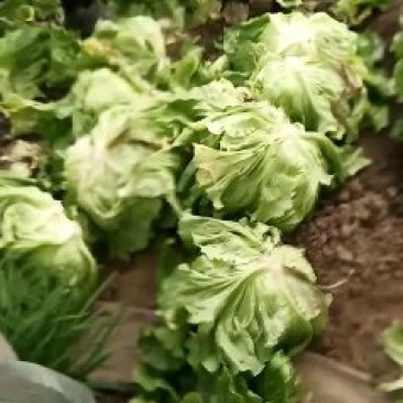 球生菜个大保质保量来就行了