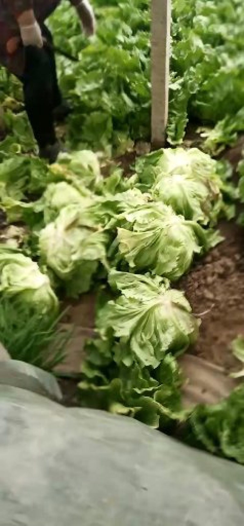 球生菜个大保质保量来就行了