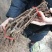 巨玫瑰夏黑户太八号阳光玫瑰蓝宝石葡萄苗妮娜皇后