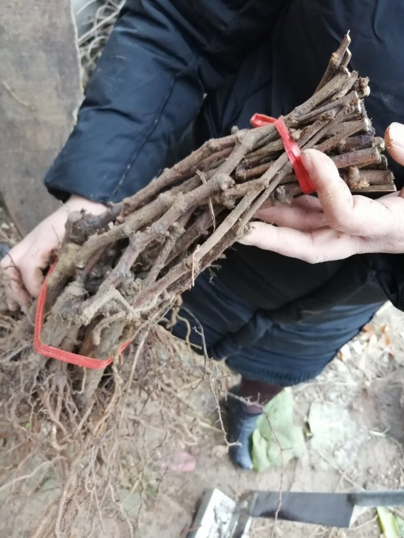 巨玫瑰夏黑户太八号阳光玫瑰蓝宝石葡萄苗妮娜皇后