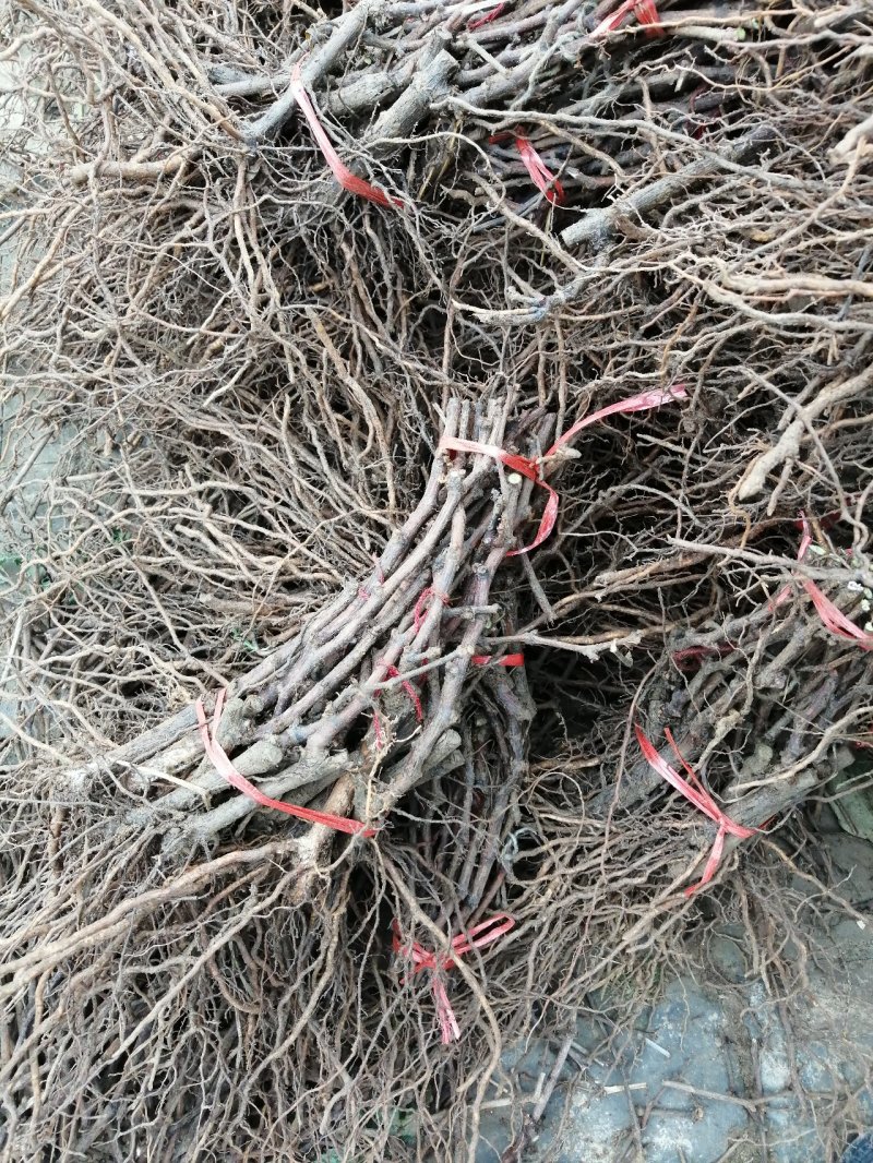 巨玫瑰夏黑户太八号阳光玫瑰蓝宝石葡萄苗妮娜皇后
