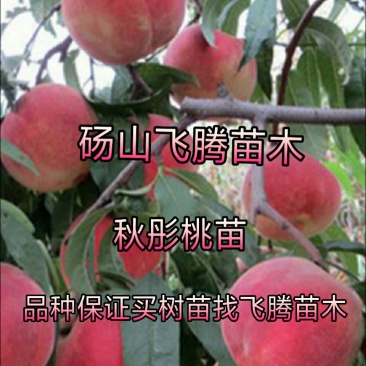 秋彤桃树苗黄金密4号桃苗83桃苗19桃苗