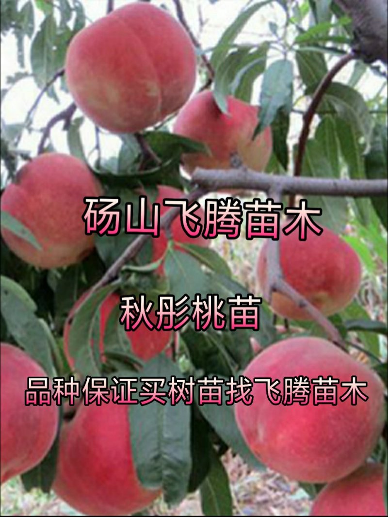秋彤桃树苗黄金密4号桃苗83桃苗19桃苗