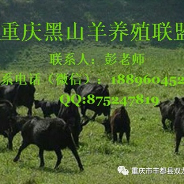 黑山羊养殖基地黑山羊胎盘