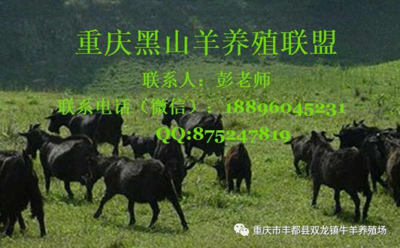 黑山羊养殖基地黑山羊胎盘