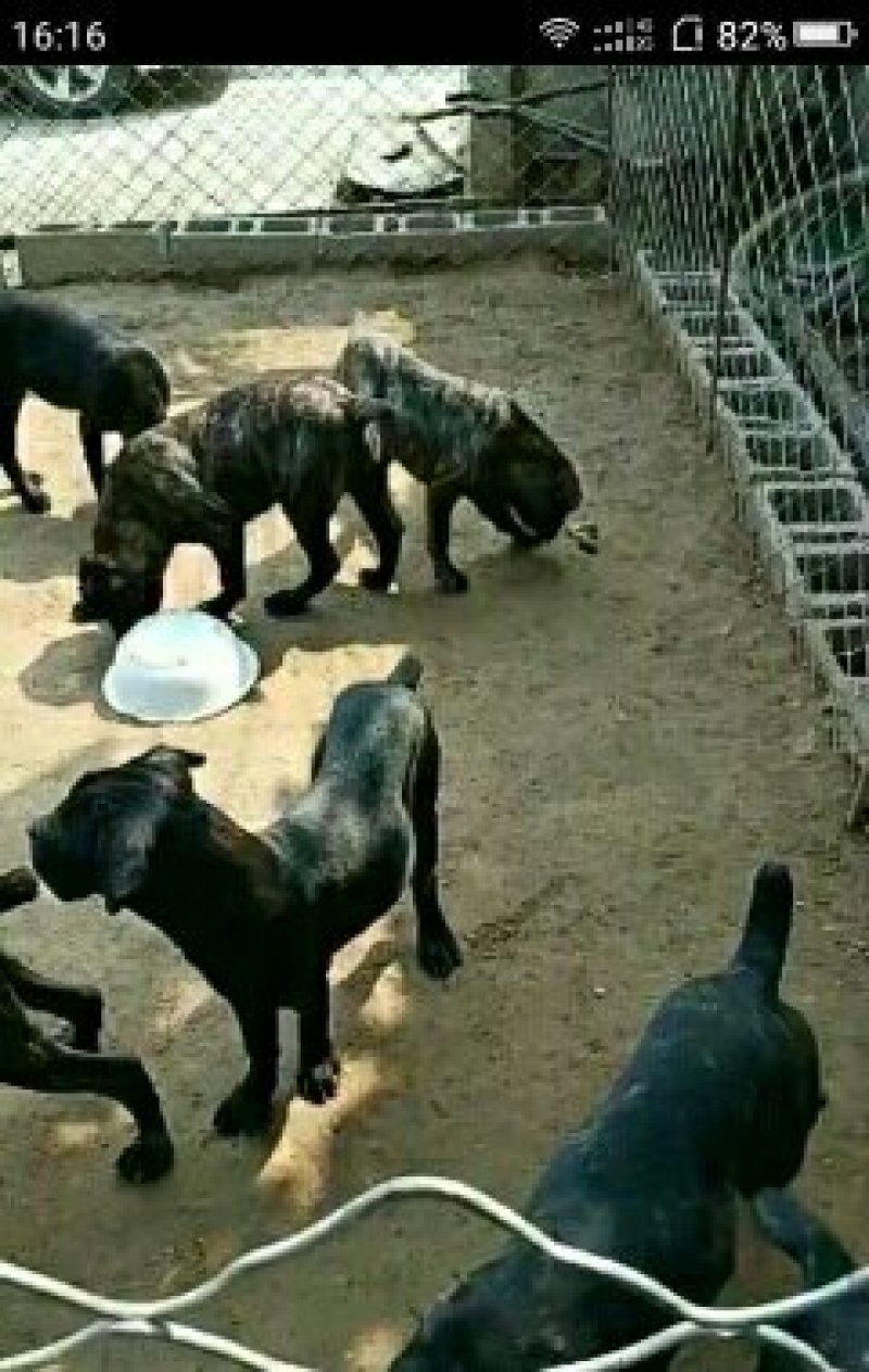 特种养殖