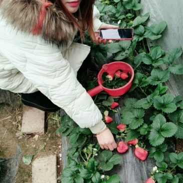 奶油，红颜草莓