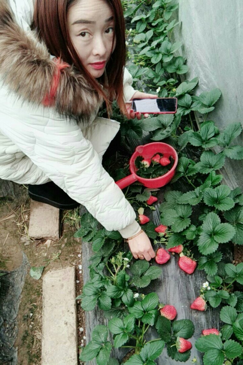奶油，红颜草莓