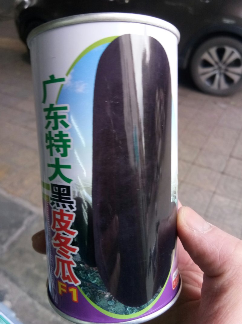 大广东黑皮大冬瓜种子地冬瓜种子青皮冬瓜种子