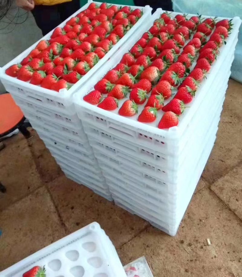 马家岗99红颜草莓