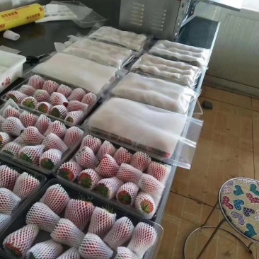 马家岗99红颜草莓