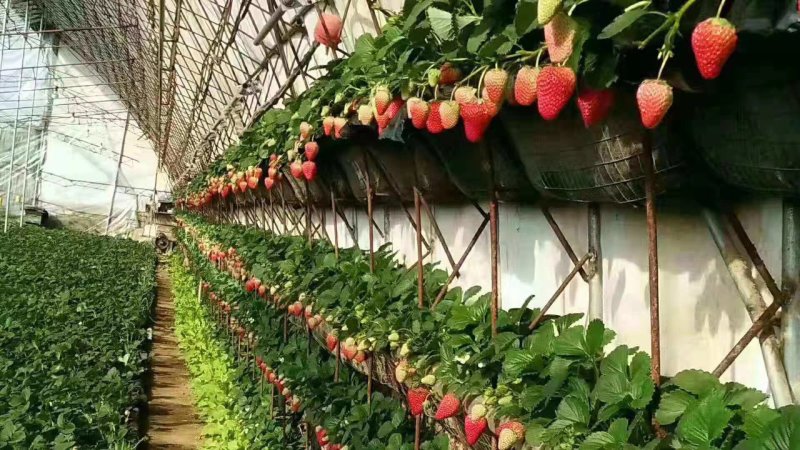 马家岗99红颜草莓
