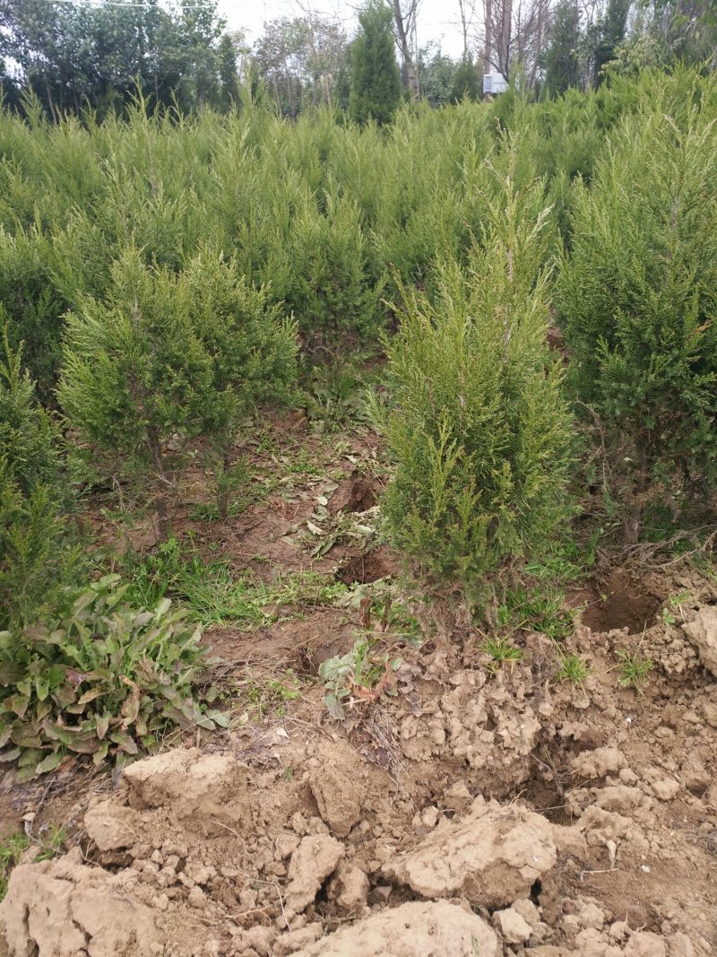 50公分高塔柏价格，基地，30公分到一米高量都有