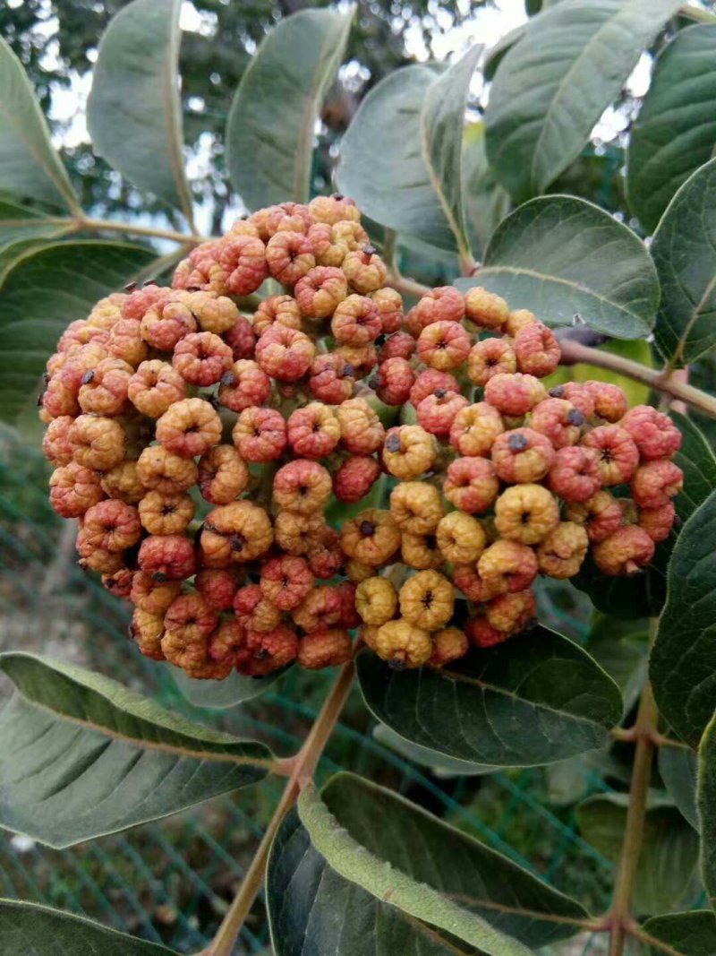 吴茱萸苗