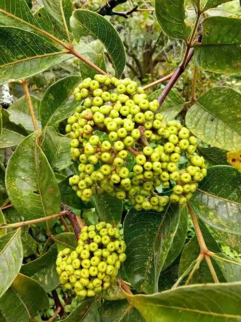 吴茱萸苗