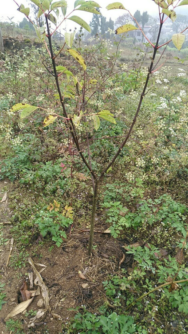 吴茱萸苗