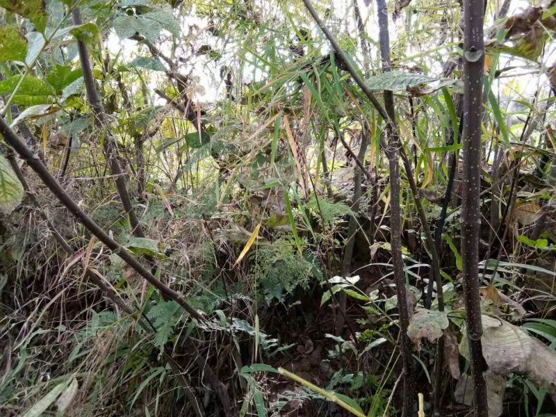 吴茱萸苗