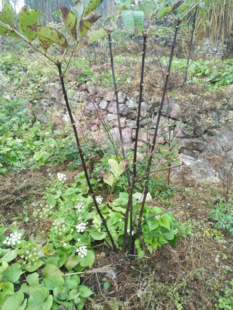 吴茱萸苗