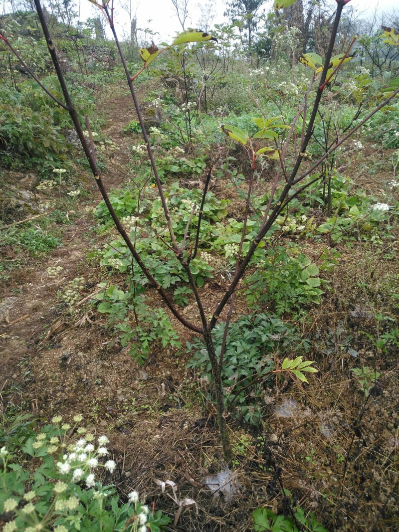吴茱萸苗