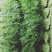 茴香30~40cm优质茴香，色绿，颜色好，量很大