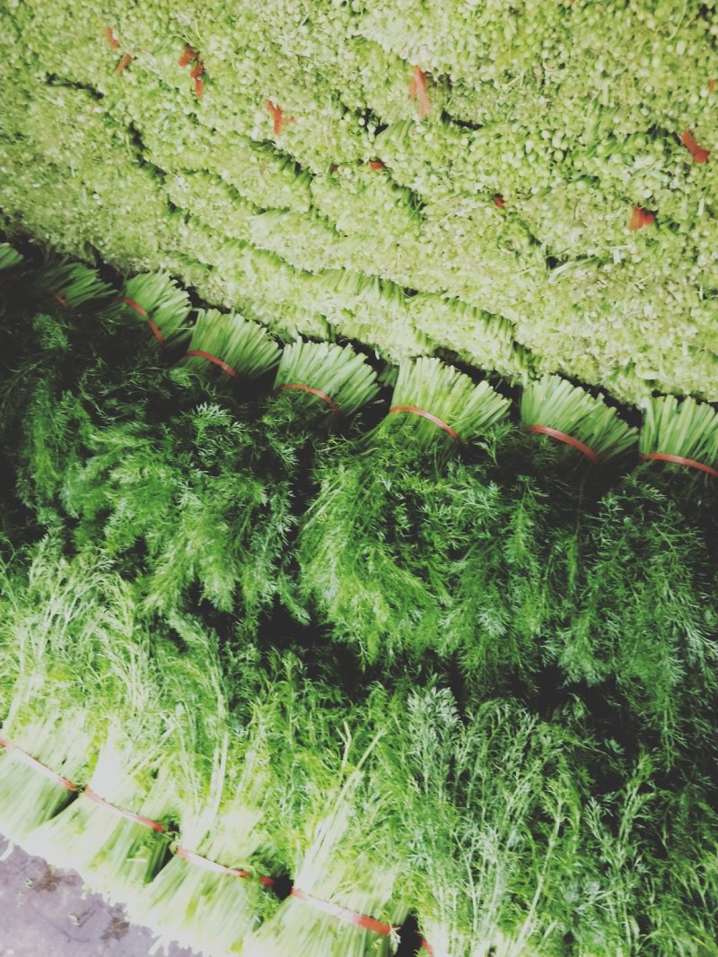 茴香30~40cm优质茴香，色绿，颜色好，量很大