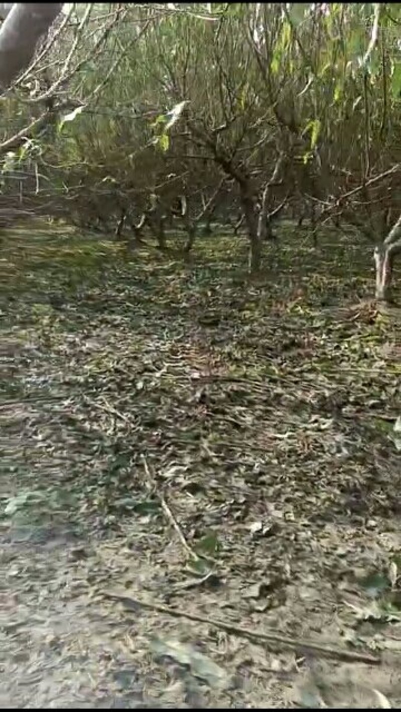 桃树西平县城现有☞圣果期☜桃树-出售白菜价，适合拆迁占地