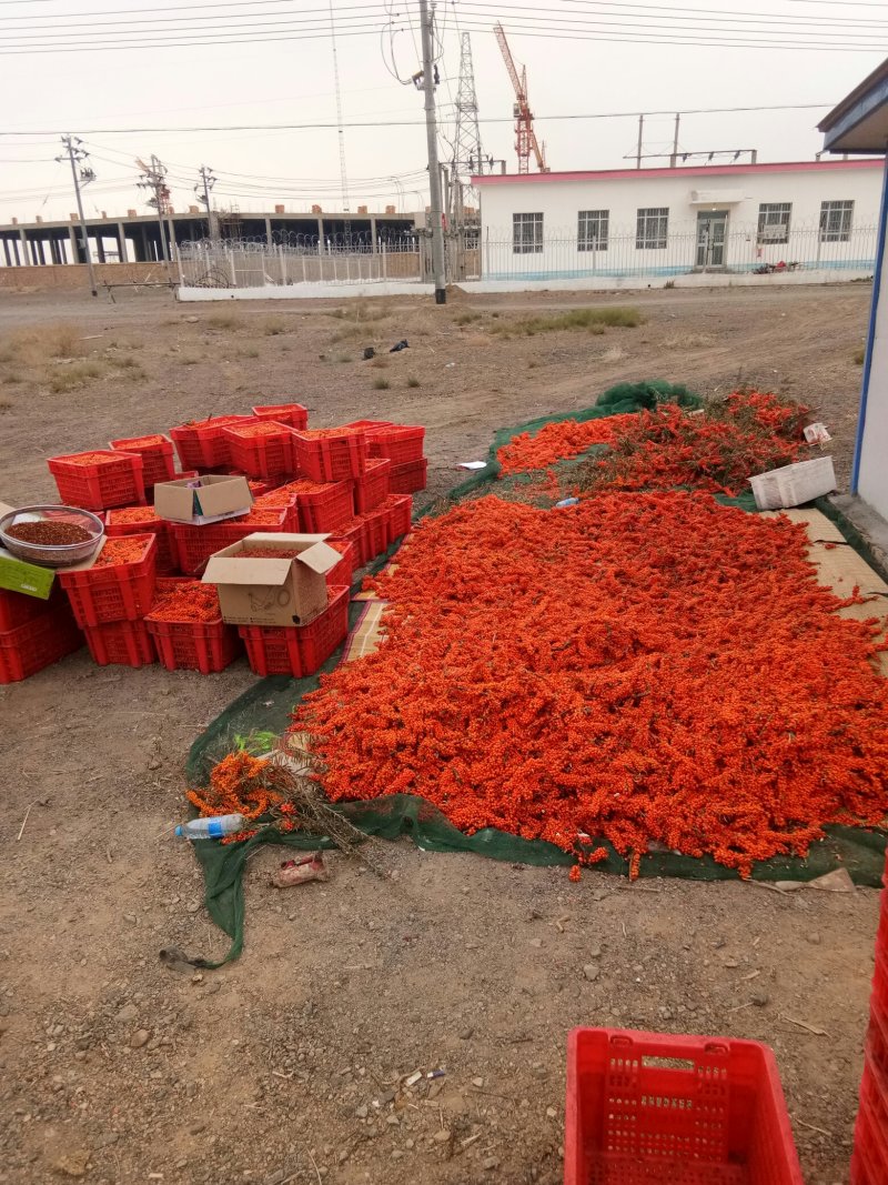 沙棘干果，沙棘冻果，，沙棘苗