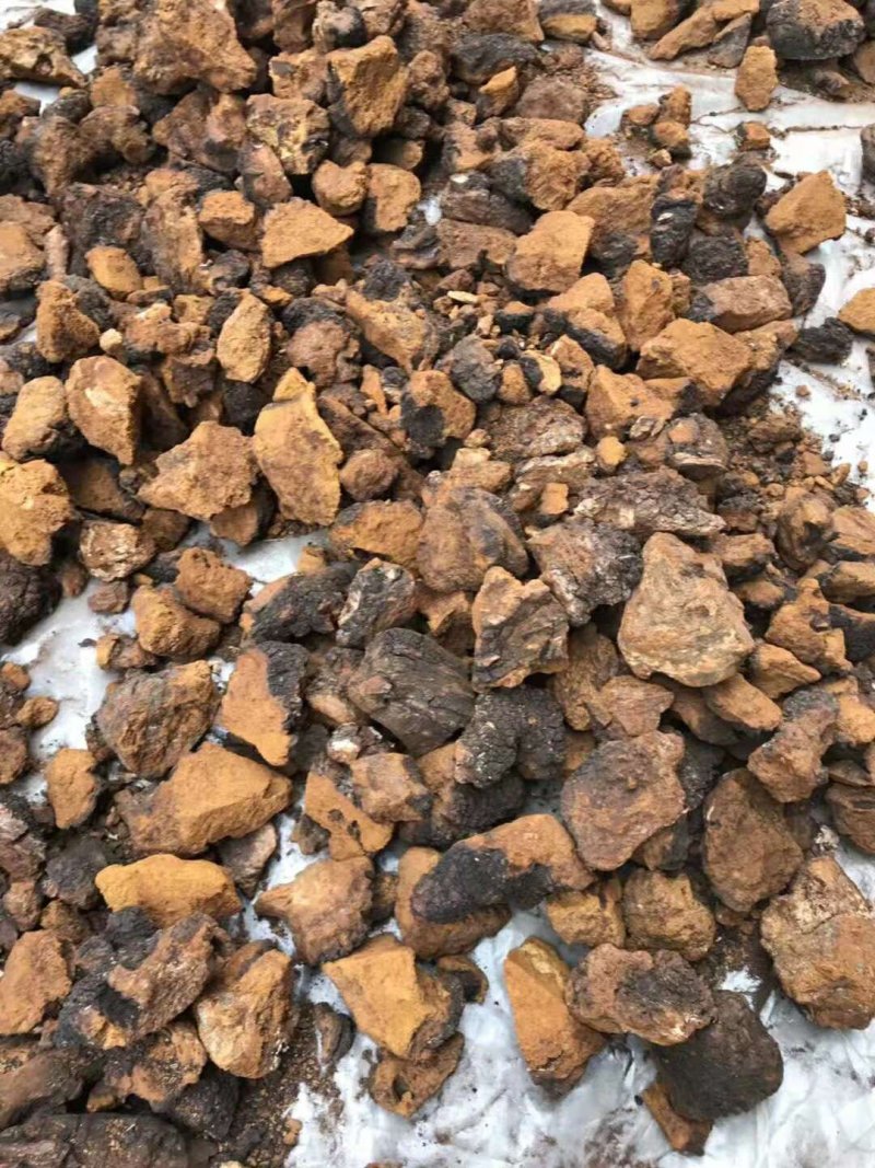 桦树茸白桦茸俄罗斯1公斤起批无硫无添加不包邮