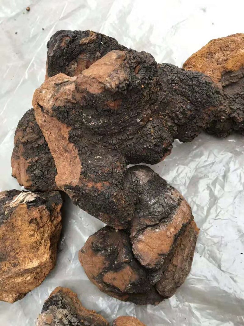 桦树茸白桦茸俄罗斯1公斤起批无硫无添加不包邮