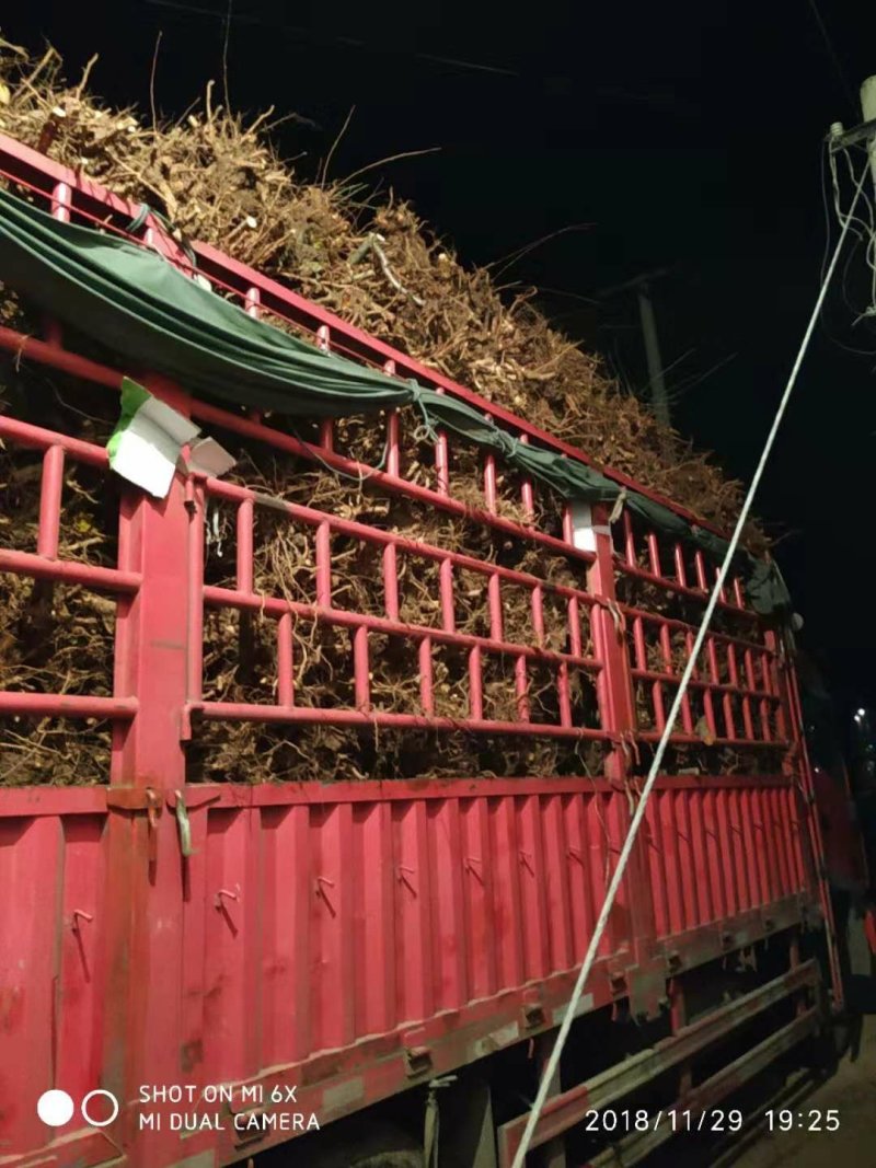 桃树苹果梨树大量供应