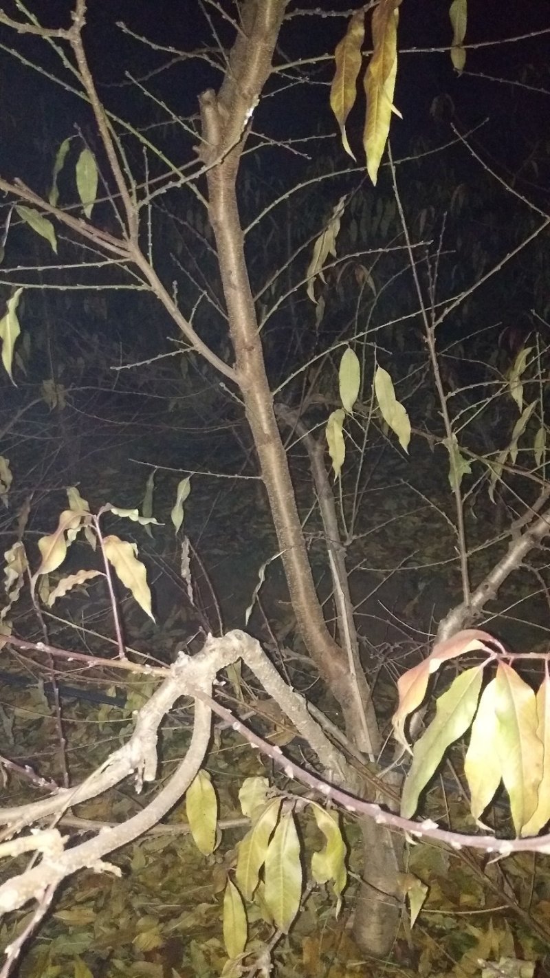 桃树苹果梨树大量供应