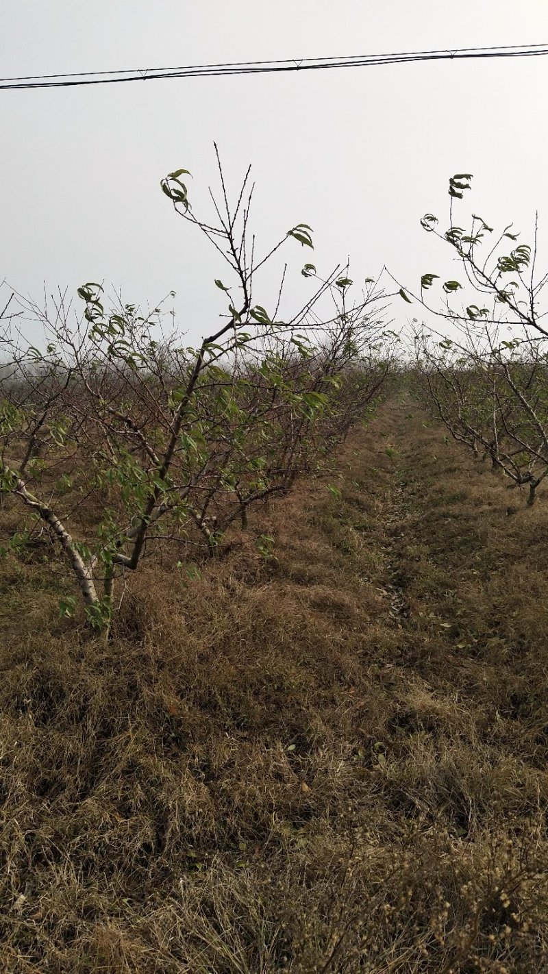 桃树苹果梨树大量供应