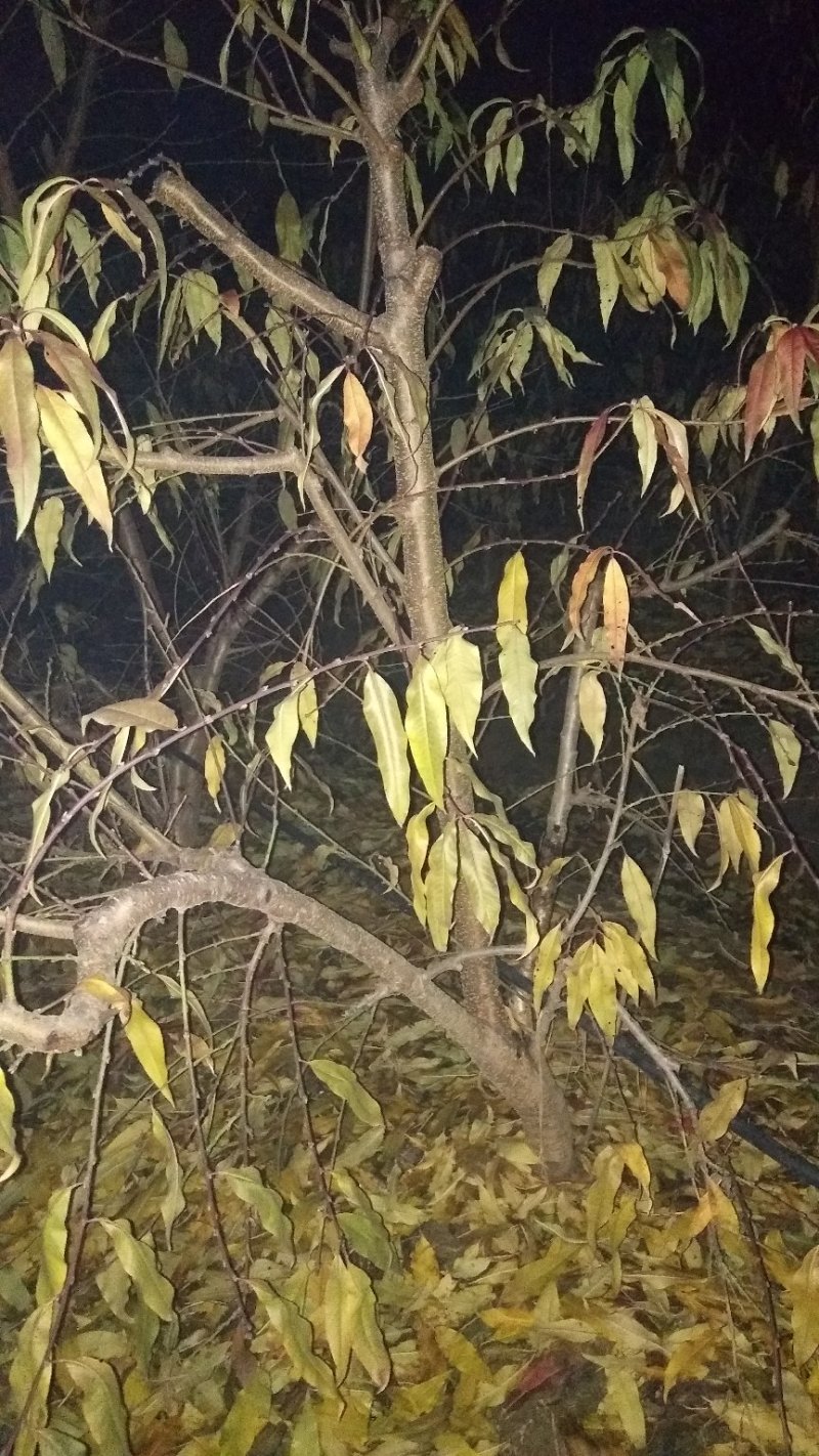 桃树苹果梨树大量供应