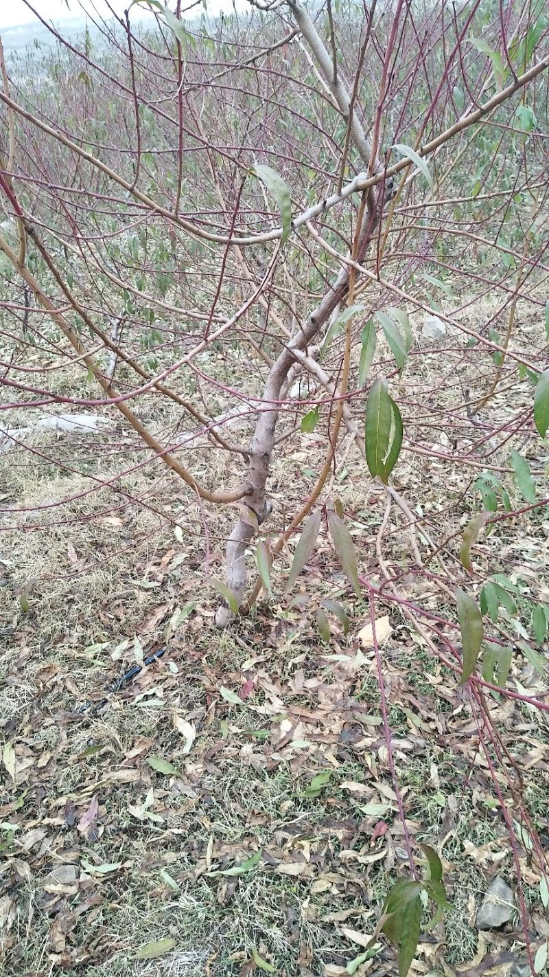 桃树苹果梨树大量供应