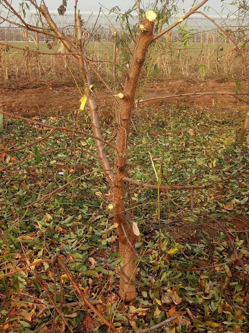 桃树苹果梨树大量供应