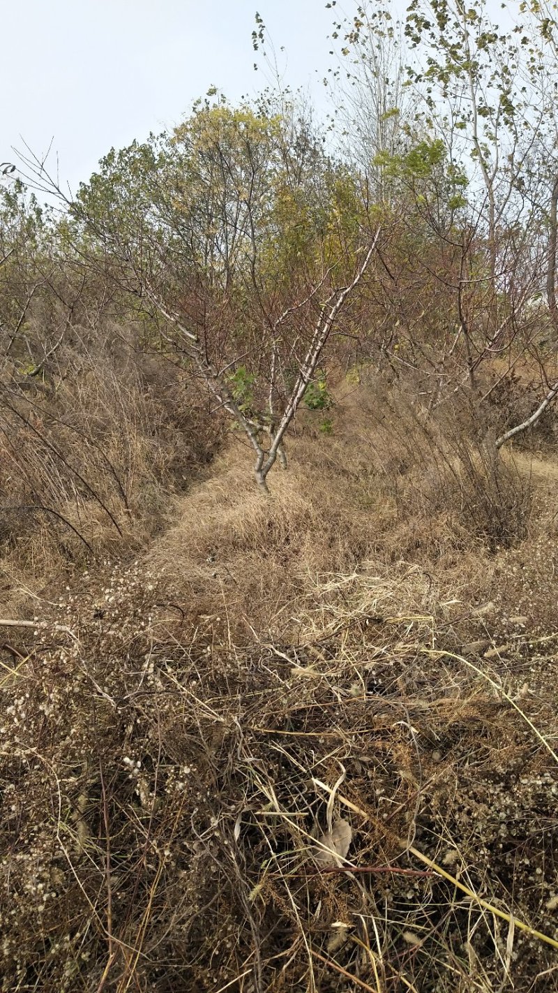 桃树苹果梨树大量供应