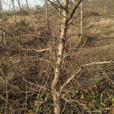 桃树苹果梨树大量供应
