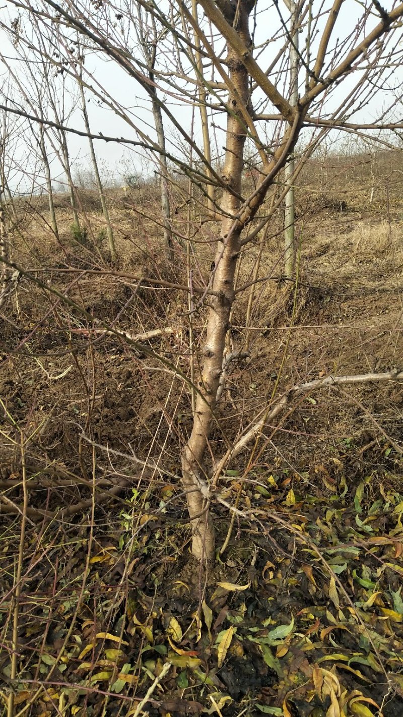 桃树苹果梨树大量供应