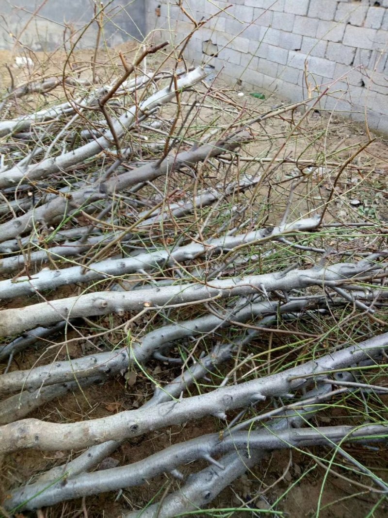 桃树苹果梨树大量供应