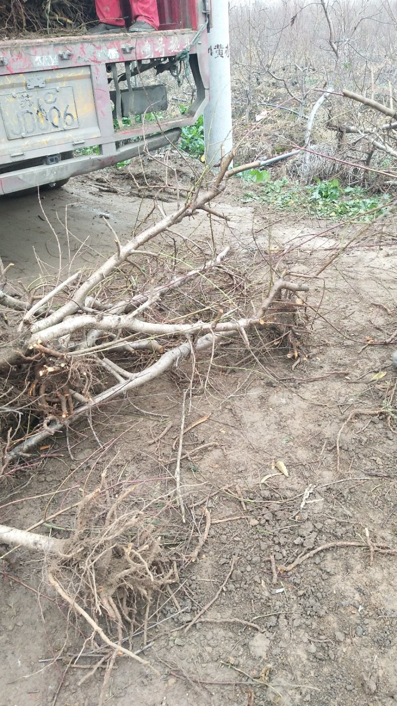桃树苹果梨树大量供应