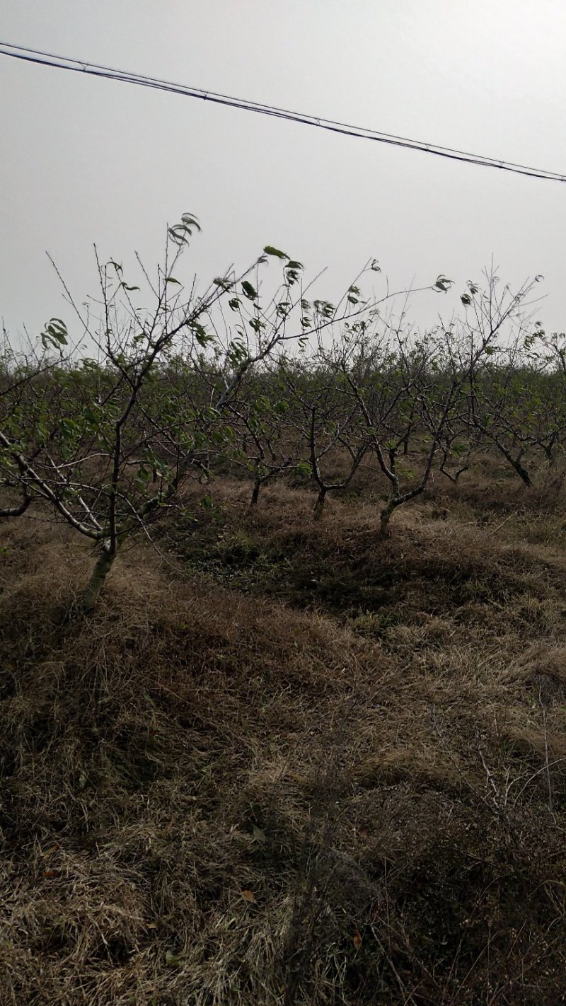 桃树苹果梨树大量供应