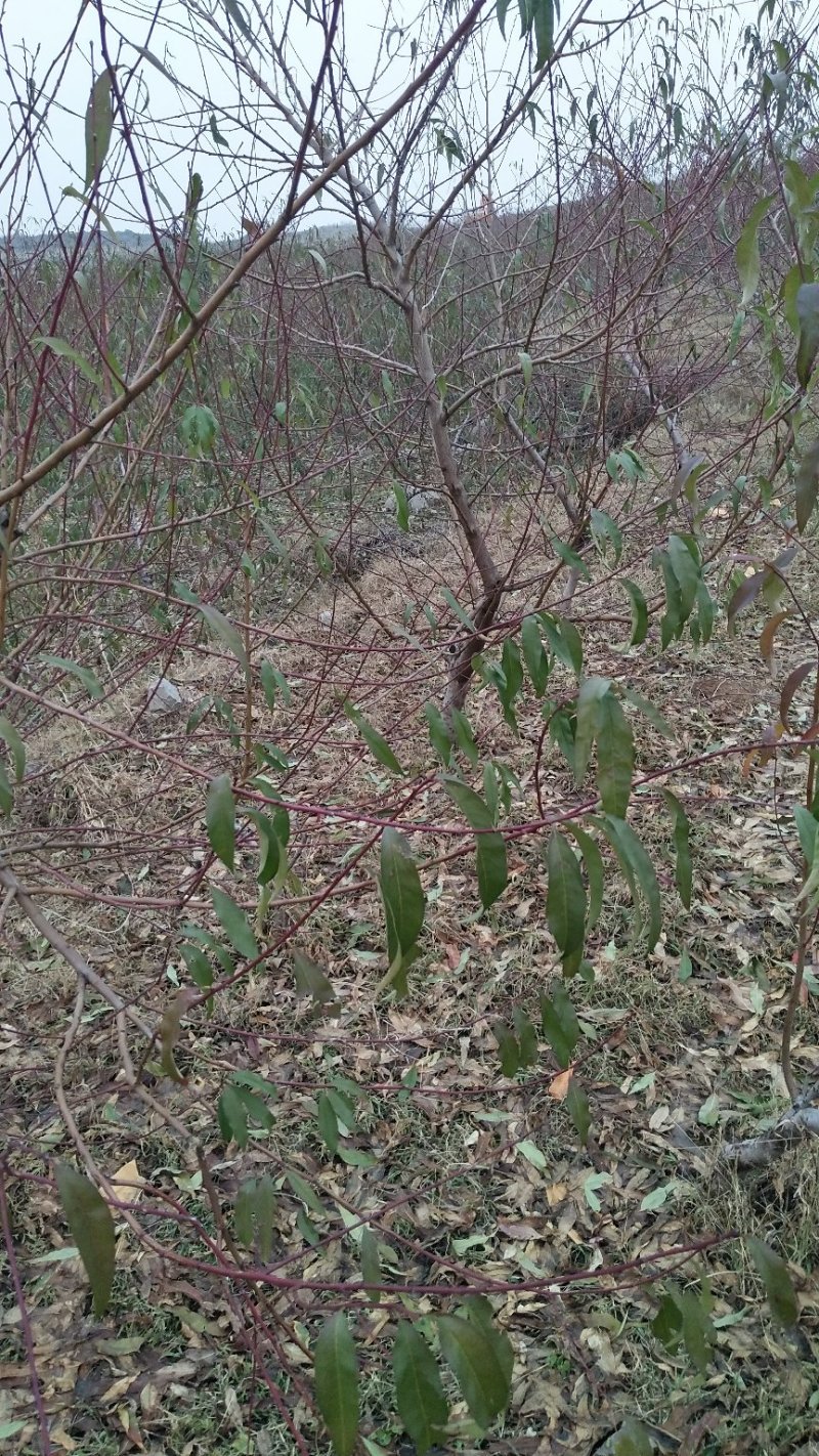 桃树苹果梨树大量供应