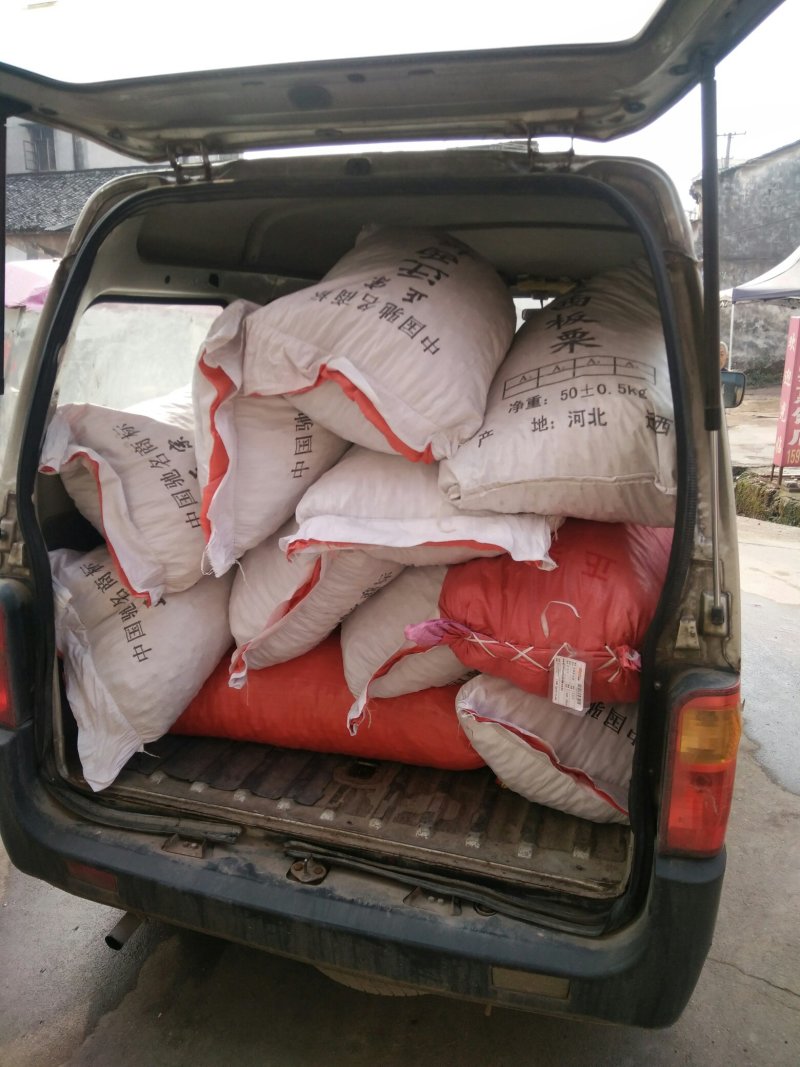 河北老树板栗大量上市中，量大从优，包质量包服务包品质