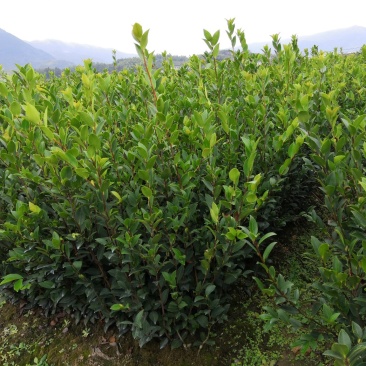 长林系列4号53号高产油茶苗50公分到100公分全国包邮