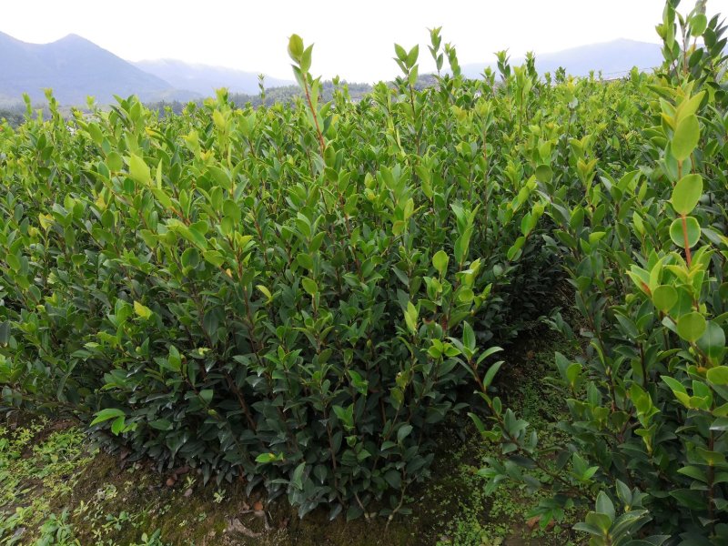 长林系列4号53号高产油茶苗50公分到100公分全国包邮