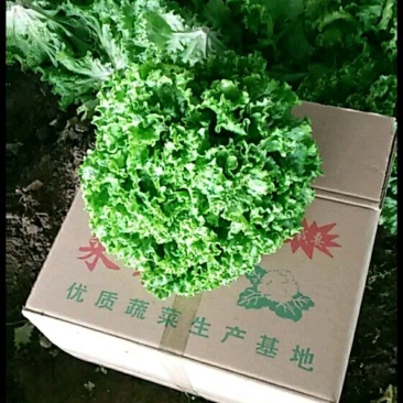 散叶生菜一斤左右