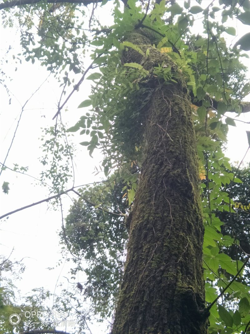 广西省河池市天峨县原始森林大自然小黄草，生存在石头上