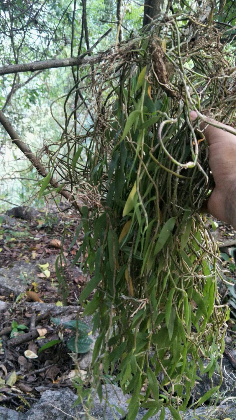 广西省河池市天峨县原始森林大自然小黄草，生存在石头上