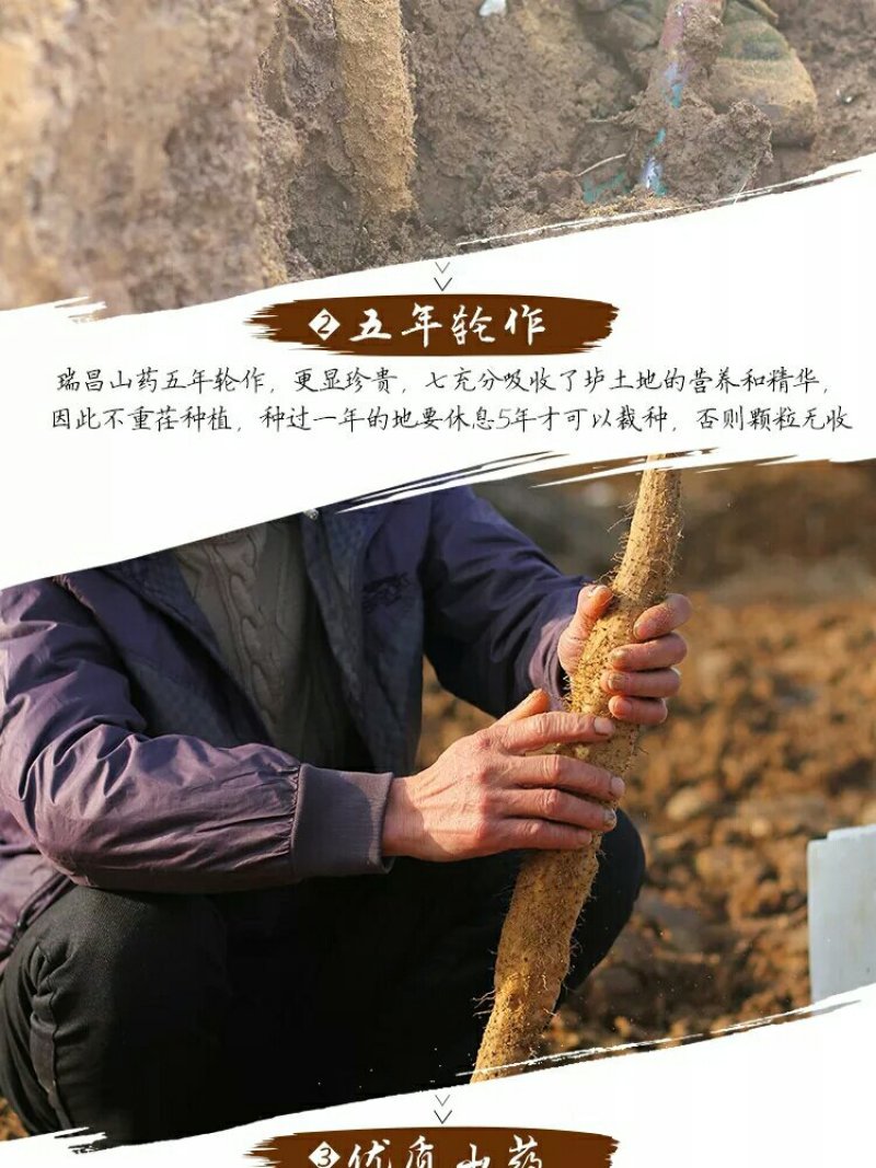 正宗瑞昌山药非铁棍淮山瑞昌特产